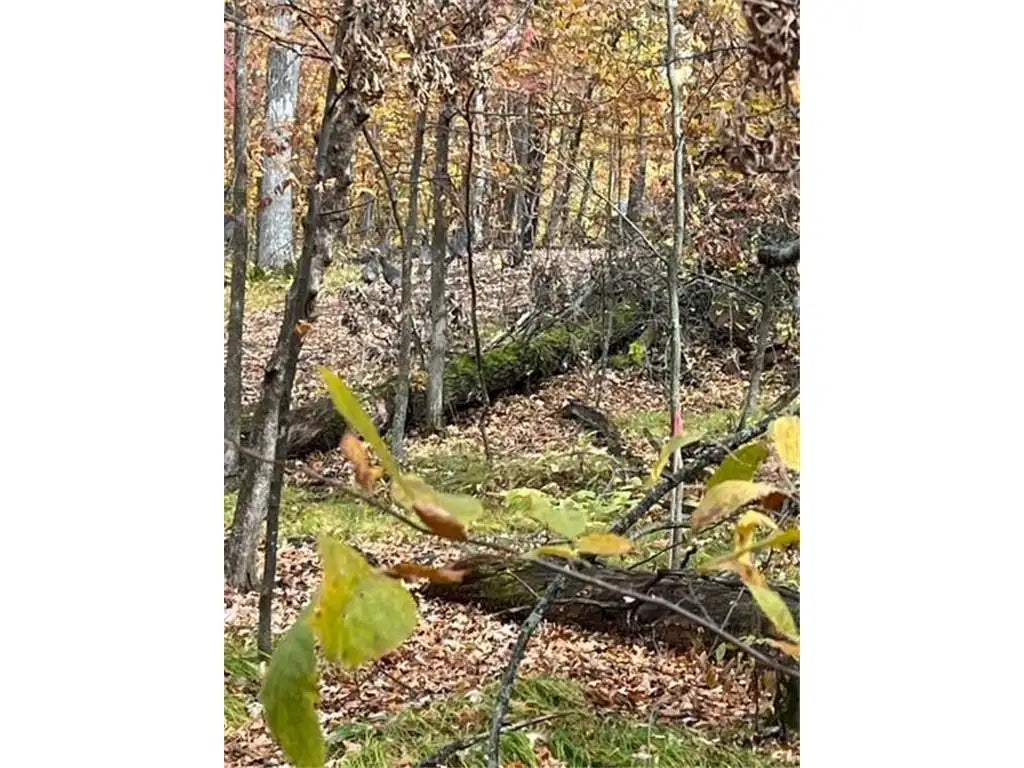 Lot 2 Tiger Street, Zimmerman, MN 55398